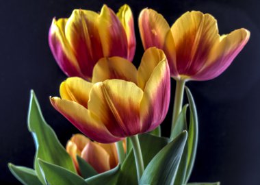 kırmızı ve sarı lale