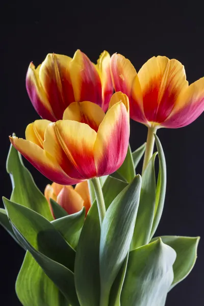 Červený a žlutý tulipán — Stock fotografie