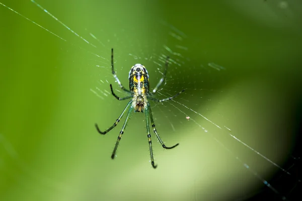 Полосатый паук в паутине — стоковое фото