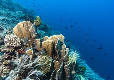 Bunaken National Marine Park.Indonesia clipart