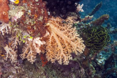 bunaken ulusal deniz park.indonesia