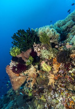 bunaken ulusal deniz park.indonesia