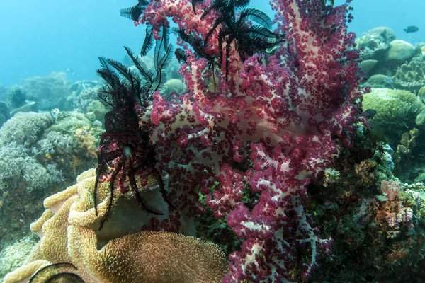 Bunaken nationella Marina park.indonesia — Stockfoto