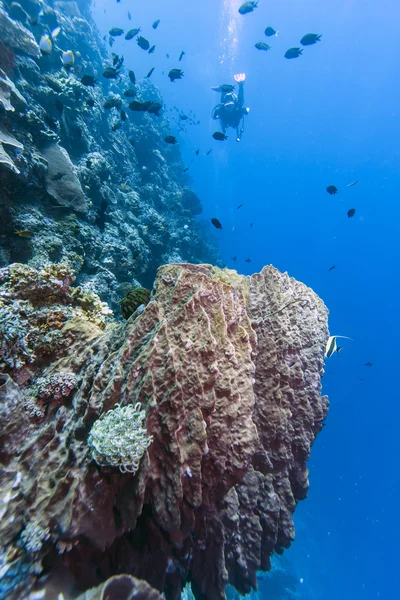 Mercan resif üzerinde dalgıç — Stok fotoğraf