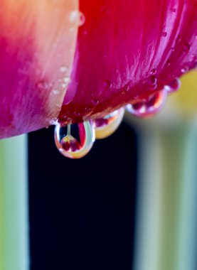 kırmızı ve sarı lale