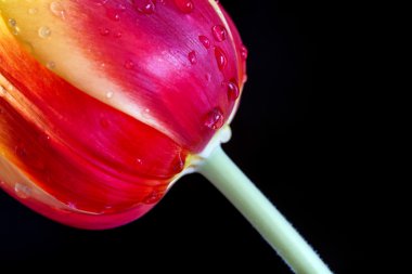 kırmızı ve sarı lale