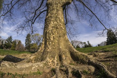 Çınar acerifolia, Londra çınar