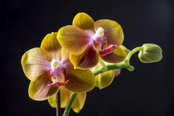 Dendrobium orkidé — Stockfoto