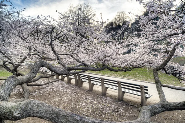 Wczesną wiosną w central park, Nowy Jork — Zdjęcie stockowe