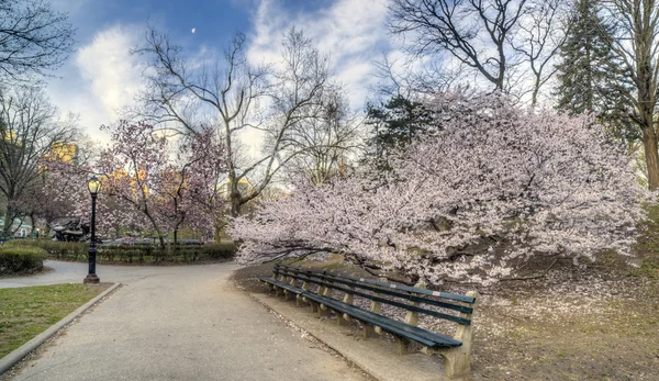 Início da primavera em Central Park, Nova York — Fotografia de Stock