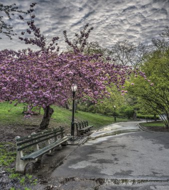 Spring in Central Park, New York City clipart