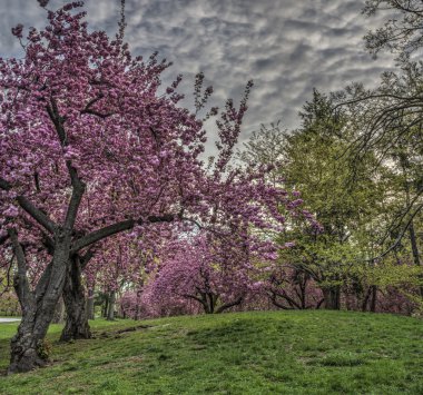 Central Park 'ta bahar, New York