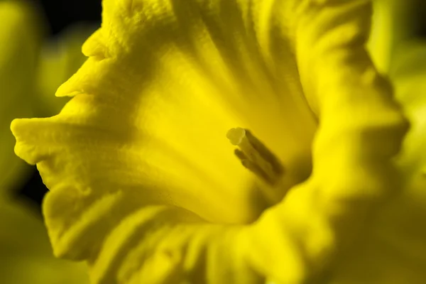 Жовтий dafodil — стокове фото