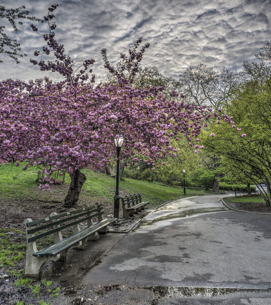 Spring in Central Park, New York City