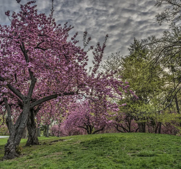 Voorjaar in Central Park, New York City — Stockfoto