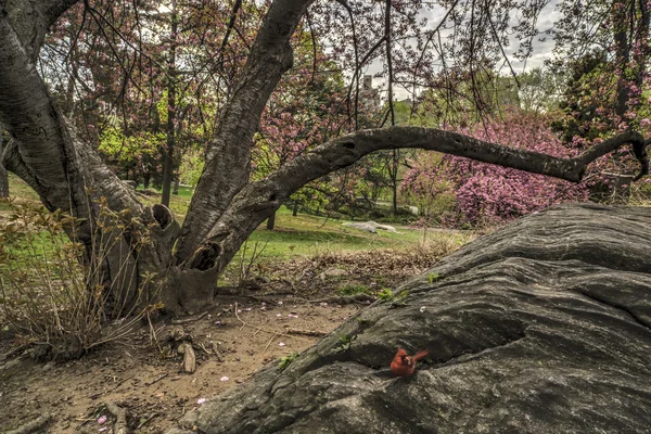Primavera em Central Park, Nova Iorque — Fotografia de Stock