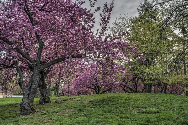 Jaro v Central Parku v New Yorku — Stock fotografie