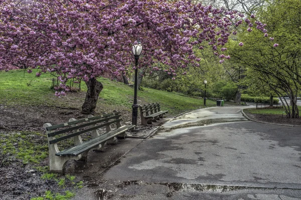 Primavera en Central Park, Nueva York — Foto de Stock