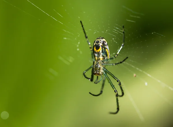 Venusta orchard spider in web — Stock Photo, Image
