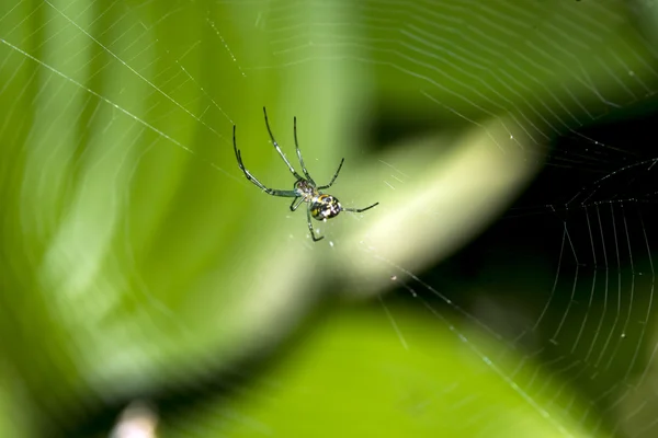 Venusta aranha pomar na web — Fotografia de Stock