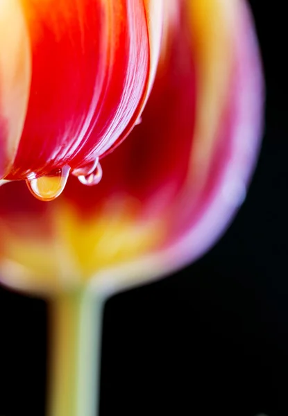 Červený a žlutý tulipán — Stock fotografie
