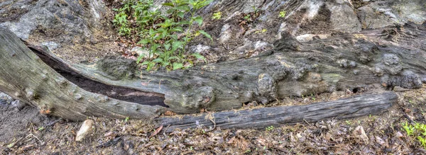 Dood log boom — Stockfoto