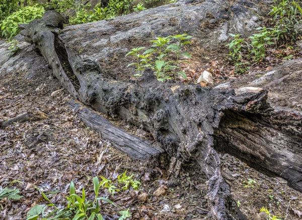 Árbol de tronco muerto — Foto de Stock