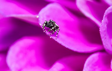 Spider, salticidae atlama,