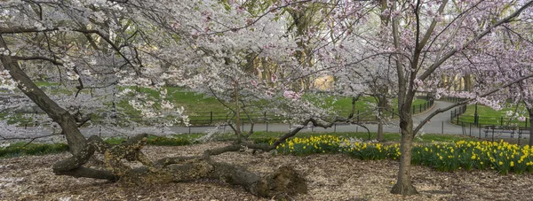 Central Park, New York Şehri — Stok fotoğraf