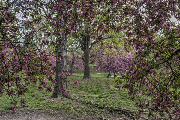 Voorjaar in Central Park, New York City — Stockfoto