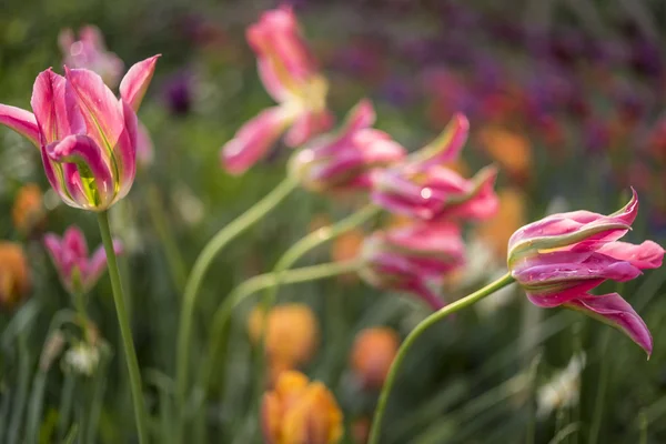 Blomsterträdgård på våren — Stockfoto