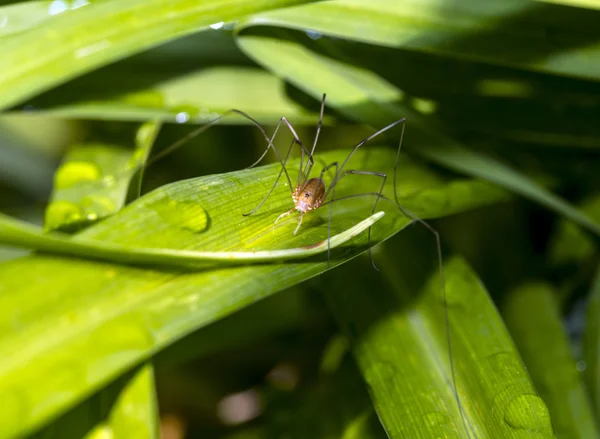 I Pholcidae, comunemente noti come ragni cantina, sono una famiglia di ragni — Foto Stock