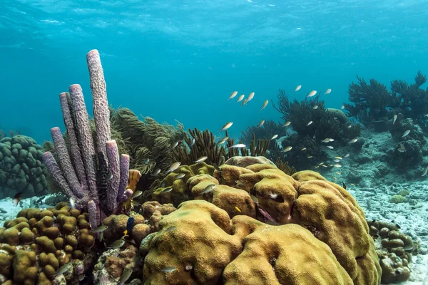 Underwater korallrev — Stockfoto