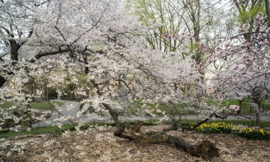 Central Park, New York Şehri