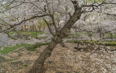 Central Park, New York Şehri