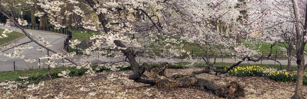 Central Park, New York City — Stock fotografie