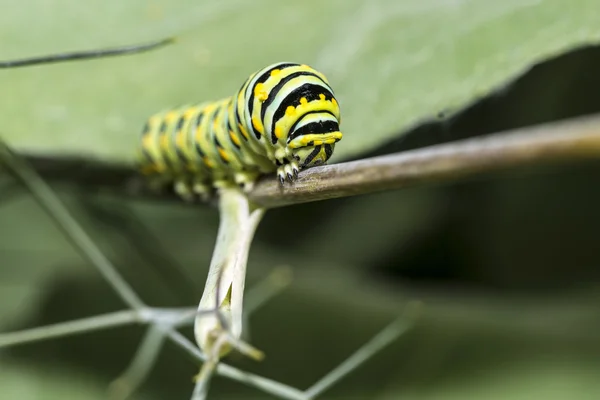 F gąsienica motyla Monarch (Danaid waga) — Zdjęcie stockowe