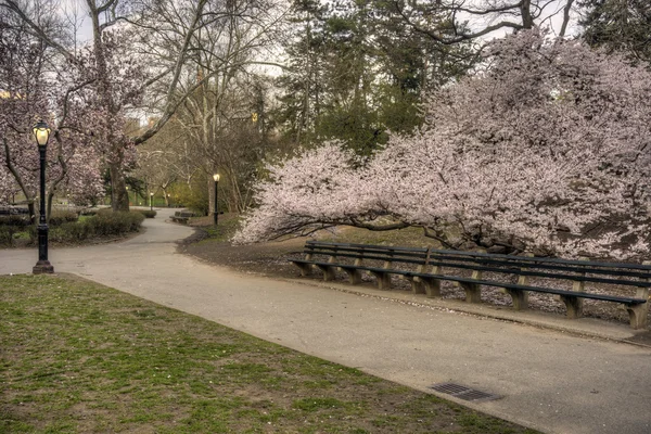 Předjaří v central parku v new Yorku — Stock fotografie