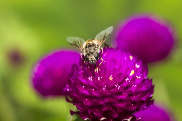 Schwebfliege auf roter Blume — Stockfoto