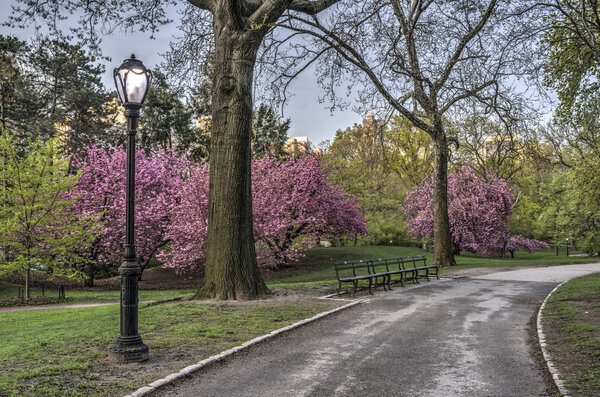 Spring in Central Park in Central Park, New York City with cherry trees