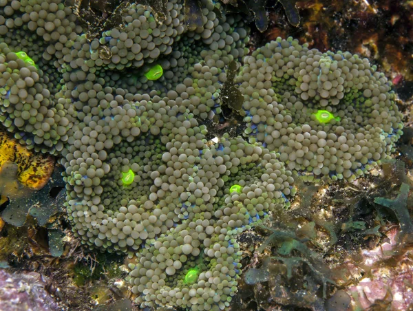 Coral reef  Florida Corallimorphs — Stock Photo, Image