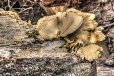 günlük üzerinde mantar