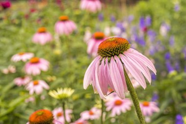 Echinacea purpurea 