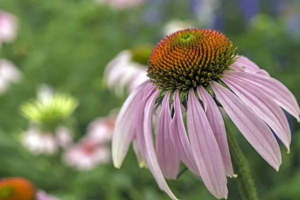 Echinacea purpurea — Stock fotografie