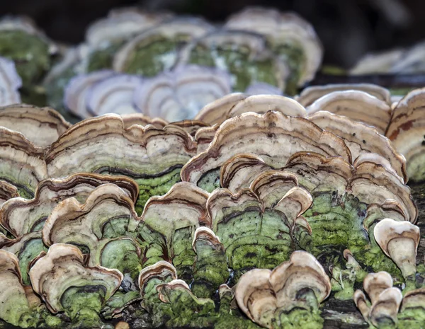 Mushroons houba na log — Stock fotografie