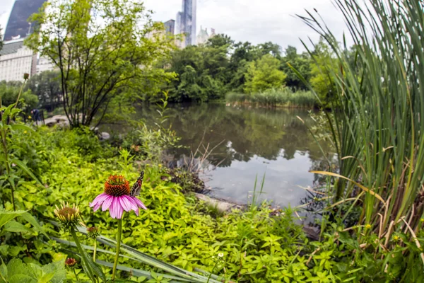 Central Park, New York City — Stockfoto