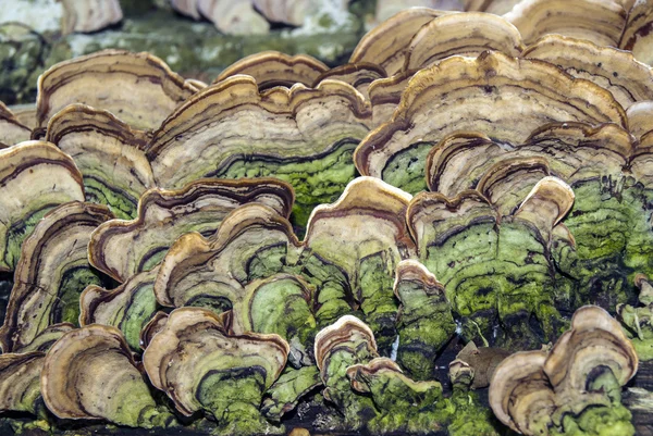 Mushroons fungus on log — Stock Photo, Image