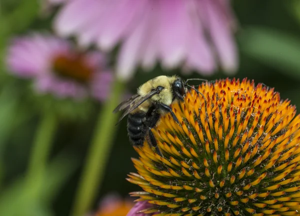 Echinacea purpurea lila Zapfenblume im Sommer — Stockfoto