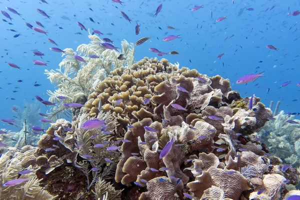 Underwater korallrev — Stockfoto