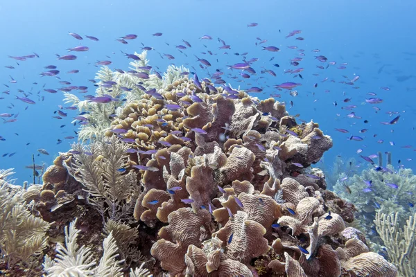 Underwater korallrev — Stockfoto